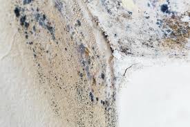 Best Black Mold Removal in Reedley, CA